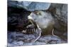 Ecuador, Galapagos Islands, Santiago, Puerto Egas. Galapagos Sea Lion in the Rocks-Ellen Goff-Mounted Photographic Print