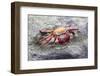 Ecuador, Galapagos Islands, Sombrero Chino. Sally Lightfoot Crab on Rock-Ellen Goff-Framed Photographic Print