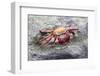 Ecuador, Galapagos Islands, Sombrero Chino. Sally Lightfoot Crab on Rock-Ellen Goff-Framed Photographic Print