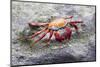 Ecuador, Galapagos Islands, Sombrero Chino. Sally Lightfoot Crab on Rock-Ellen Goff-Mounted Photographic Print