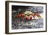 Ecuador, Galapagos Islands, Sombrero Chino. Sally Lightfoot Crab on Wet Rocks-Ellen Goff-Framed Photographic Print