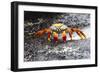 Ecuador, Galapagos Islands, Sombrero Chino. Sally Lightfoot Crab on Wet Rocks-Ellen Goff-Framed Photographic Print