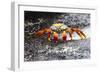 Ecuador, Galapagos Islands, Sombrero Chino. Sally Lightfoot Crab on Wet Rocks-Ellen Goff-Framed Photographic Print