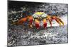 Ecuador, Galapagos Islands, Sombrero Chino. Sally Lightfoot Crab on Wet Rocks-Ellen Goff-Mounted Photographic Print