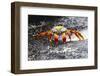 Ecuador, Galapagos Islands, Sombrero Chino. Sally Lightfoot Crab on Wet Rocks-Ellen Goff-Framed Photographic Print