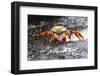 Ecuador, Galapagos Islands, Sombrero Chino. Sally Lightfoot Crab on Wet Rocks-Ellen Goff-Framed Photographic Print
