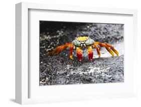 Ecuador, Galapagos Islands, Sombrero Chino. Sally Lightfoot Crab on Wet Rocks-Ellen Goff-Framed Photographic Print