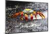 Ecuador, Galapagos Islands, Sombrero Chino. Sally Lightfoot Crab on Wet Rocks-Ellen Goff-Mounted Photographic Print