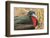 Ecuador, Galapagos National Park. Close-up of Male Great Frigatebird-Cathy & Gordon Illg-Framed Photographic Print