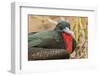 Ecuador, Galapagos National Park. Close-up of Male Great Frigatebird-Cathy & Gordon Illg-Framed Photographic Print