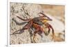 Ecuador, Galapagos National Park. Close-up of Sally light foot crab.-Jaynes Gallery-Framed Photographic Print