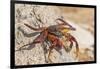 Ecuador, Galapagos National Park. Close-up of Sally light foot crab.-Jaynes Gallery-Framed Photographic Print