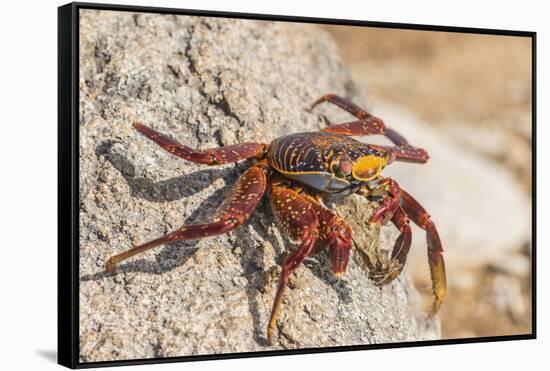 Ecuador, Galapagos National Park. Close-up of Sally light foot crab.-Jaynes Gallery-Framed Stretched Canvas