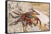 Ecuador, Galapagos National Park. Close-up of Sally light foot crab.-Jaynes Gallery-Framed Stretched Canvas