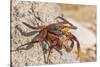 Ecuador, Galapagos National Park. Close-up of Sally light foot crab.-Jaynes Gallery-Stretched Canvas