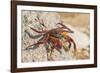 Ecuador, Galapagos National Park. Close-up of Sally light foot crab.-Jaynes Gallery-Framed Photographic Print