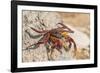 Ecuador, Galapagos National Park. Close-up of Sally light foot crab.-Jaynes Gallery-Framed Photographic Print