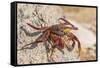 Ecuador, Galapagos National Park. Close-up of Sally light foot crab.-Jaynes Gallery-Framed Stretched Canvas