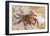 Ecuador, Galapagos National Park. Close-up of Sally light foot crab.-Jaynes Gallery-Framed Photographic Print