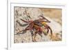 Ecuador, Galapagos National Park. Close-up of Sally light foot crab.-Jaynes Gallery-Framed Premium Photographic Print