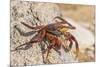 Ecuador, Galapagos National Park. Close-up of Sally light foot crab.-Jaynes Gallery-Mounted Premium Photographic Print