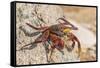 Ecuador, Galapagos National Park. Close-up of Sally light foot crab.-Jaynes Gallery-Framed Stretched Canvas