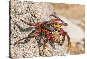 Ecuador, Galapagos National Park. Close-up of Sally light foot crab.-Jaynes Gallery-Stretched Canvas