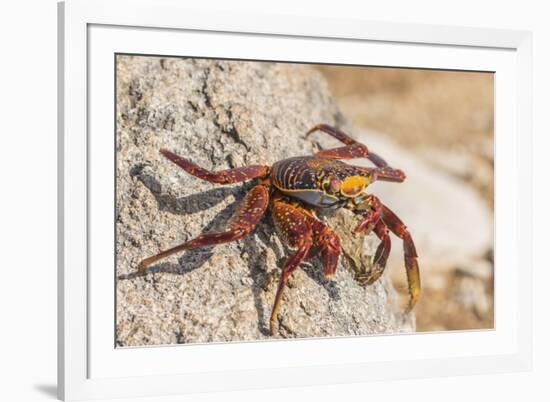 Ecuador, Galapagos National Park. Close-up of Sally light foot crab.-Jaynes Gallery-Framed Photographic Print