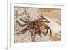 Ecuador, Galapagos National Park. Close-up of Sally light foot crab.-Jaynes Gallery-Framed Photographic Print