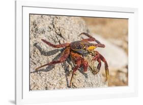 Ecuador, Galapagos National Park. Close-up of Sally light foot crab.-Jaynes Gallery-Framed Photographic Print