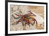 Ecuador, Galapagos National Park. Close-up of Sally light foot crab.-Jaynes Gallery-Framed Photographic Print