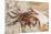 Ecuador, Galapagos National Park. Close-up of Sally light foot crab.-Jaynes Gallery-Mounted Photographic Print