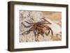 Ecuador, Galapagos National Park. Close-up of Sally light foot crab.-Jaynes Gallery-Framed Photographic Print