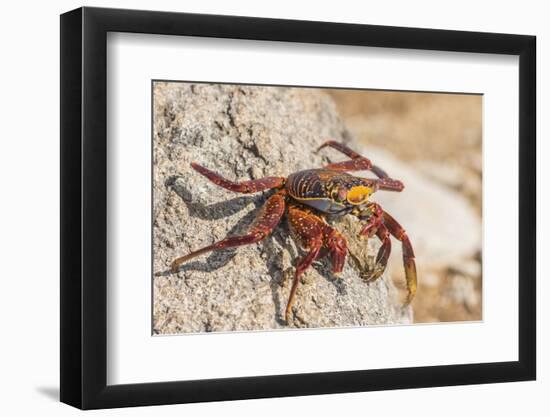 Ecuador, Galapagos National Park. Close-up of Sally light foot crab.-Jaynes Gallery-Framed Photographic Print