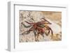 Ecuador, Galapagos National Park. Close-up of Sally light foot crab.-Jaynes Gallery-Framed Photographic Print