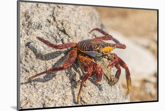 Ecuador, Galapagos National Park. Close-up of Sally light foot crab.-Jaynes Gallery-Mounted Photographic Print
