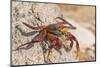 Ecuador, Galapagos National Park. Close-up of Sally light foot crab.-Jaynes Gallery-Mounted Photographic Print