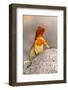 Ecuador, Galapagos National Park, Espanola Island. Close-up of lava lizard.-Jaynes Gallery-Framed Photographic Print