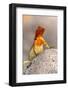 Ecuador, Galapagos National Park, Espanola Island. Close-up of lava lizard.-Jaynes Gallery-Framed Photographic Print