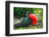 Ecuador, Galapagos National Park, Genovesa Island. Frigatebird male displaying.-Jaynes Gallery-Framed Photographic Print