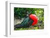 Ecuador, Galapagos National Park, Genovesa Island. Frigatebird male displaying.-Jaynes Gallery-Framed Photographic Print