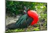 Ecuador, Galapagos National Park, Genovesa Island. Frigatebird male displaying.-Jaynes Gallery-Mounted Photographic Print