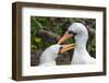 Ecuador, Galapagos National Park, Genovesa Island. Nazca boobies preening each other.-Jaynes Gallery-Framed Photographic Print