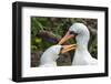 Ecuador, Galapagos National Park, Genovesa Island. Nazca boobies preening each other.-Jaynes Gallery-Framed Photographic Print