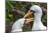 Ecuador, Galapagos National Park, Genovesa Island. Nazca boobies preening each other.-Jaynes Gallery-Mounted Photographic Print