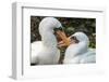 Ecuador, Galapagos National Park, Genovesa Island. Nazca boobies preening each other.-Jaynes Gallery-Framed Photographic Print