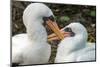 Ecuador, Galapagos National Park, Genovesa Island. Nazca boobies preening each other.-Jaynes Gallery-Mounted Photographic Print