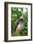 Ecuador, Galapagos National Park, Genovesa Island. Red-footed booby preening in tree.-Jaynes Gallery-Framed Photographic Print