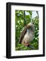 Ecuador, Galapagos National Park, Genovesa Island. Red-footed booby preening in tree.-Jaynes Gallery-Framed Photographic Print