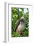 Ecuador, Galapagos National Park, Genovesa Island. Red-footed booby preening in tree.-Jaynes Gallery-Framed Photographic Print